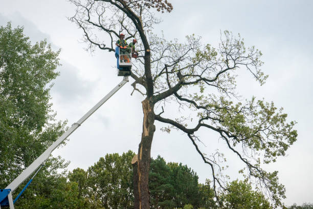 Professional  Tree Services in Indian Shores, FL